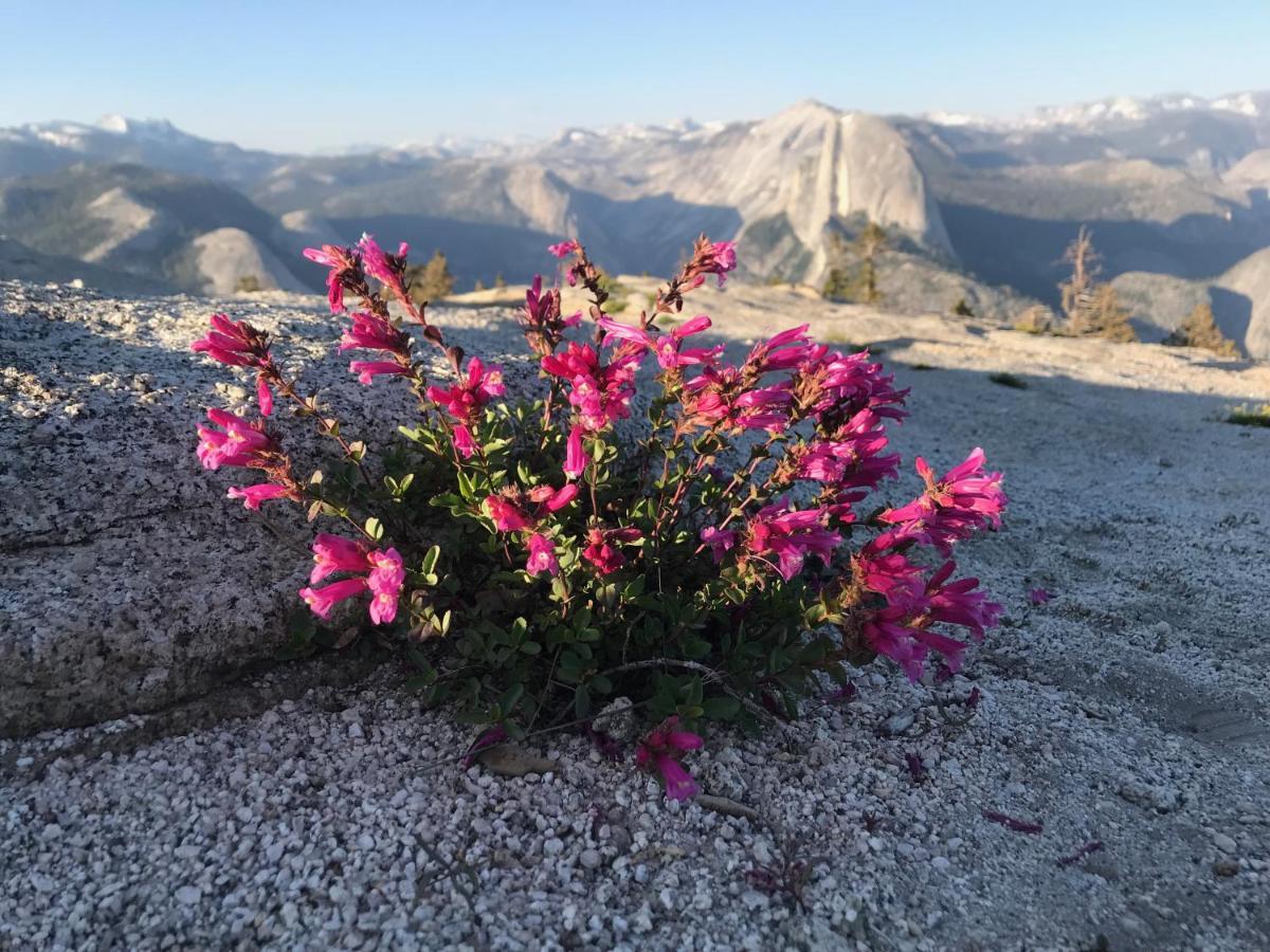 Morning Star Vista Near Yosemite - Countryside With Mountain Views Appartement Mariposa Buitenkant foto